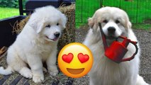 Great Pyrenees  Adorable And Hilarious Videos And Tik Toks Compilation | HaHa Animals