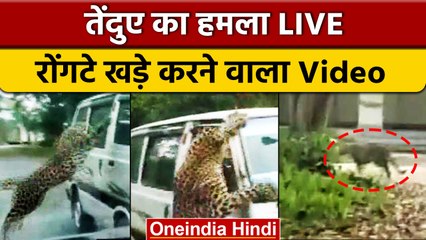 Assam के Jorhat में Tendua का उत्पात, देखें चलती Van पर कैसे झपटा | वनइंडिया हिंदी *News