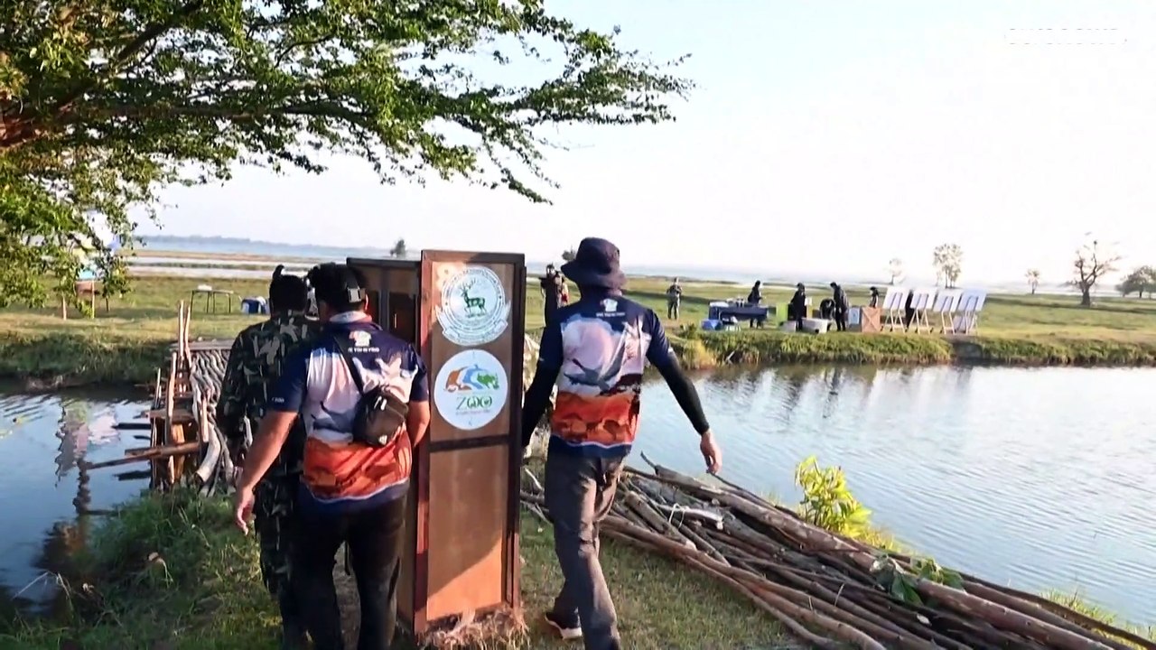 Zuchterfolg: Gefährdete Kraniche leben wieder Thailands Wildnis