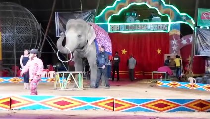 Apollo Circus Elephant with Girl Romance Dance of India