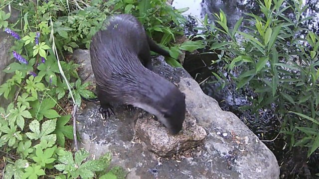 [서울] 서울 한강서 멸종위기 수달 15마리 서식 확인 / YTN