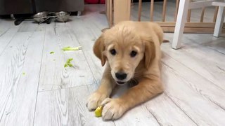 Dramatic Puppy Gets Absurdly Overexcited Over Fruits