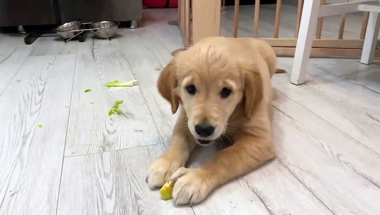Dramatic Puppy Gets Absurdly Overexcited Over Fruits