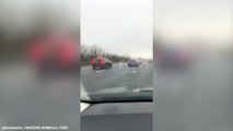 Brave swan takes a stroll on the M62 in West Yorkshire