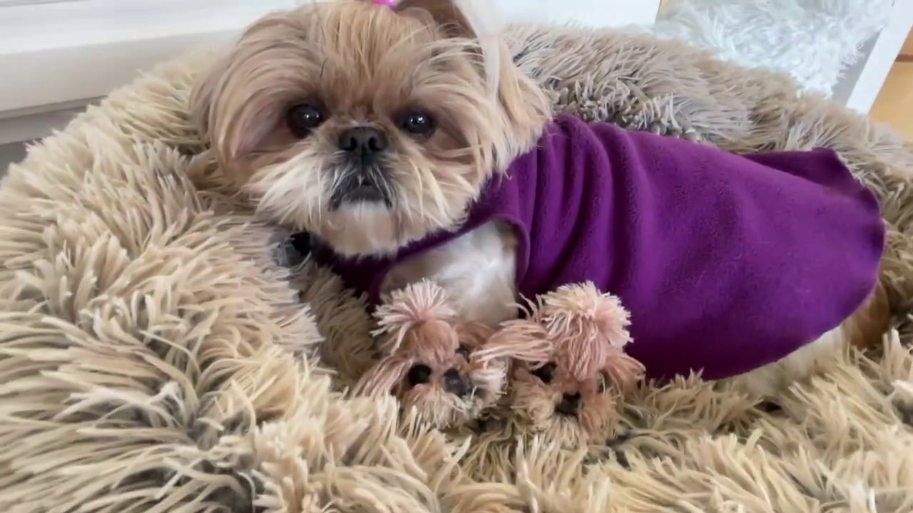 Santa brought more Shih Tzu puppies as gifts for Christmas!