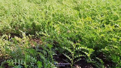 मौसम अनुकूल रहने से हुई लक्ष्य से अधिक बुवाई