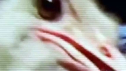 Tales From The Territories 2022 Awa Bodyslams In The Heartland