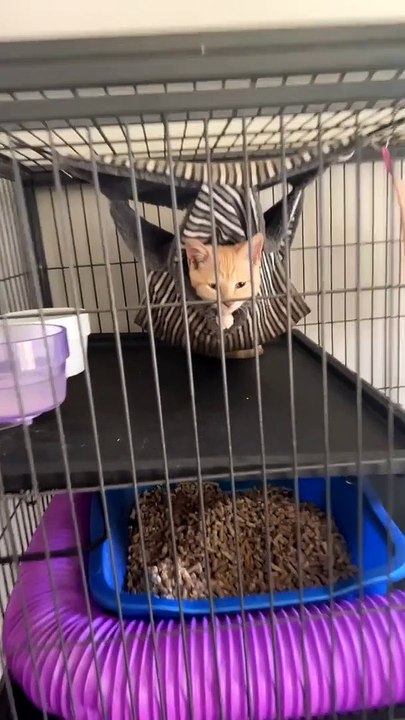 Kitten in the Ferret Cage