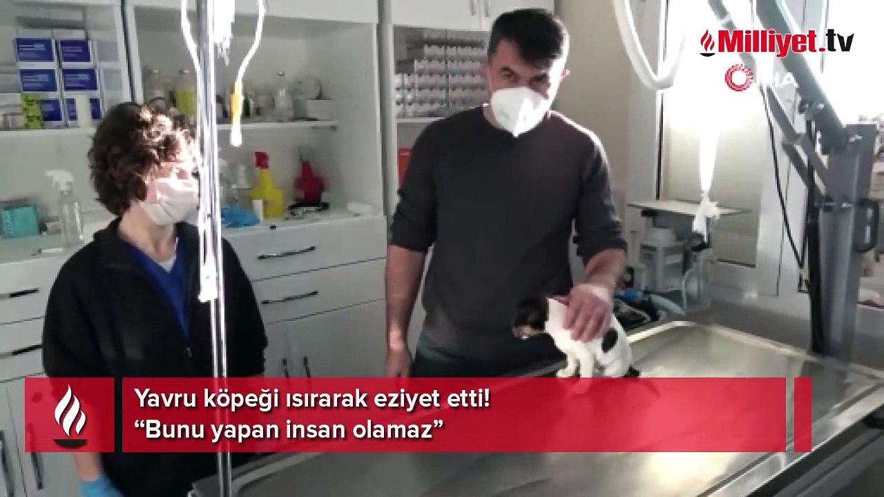 Yavru köpeği ısırarak eziyet etti! “Bunu yapan insan olamaz”
