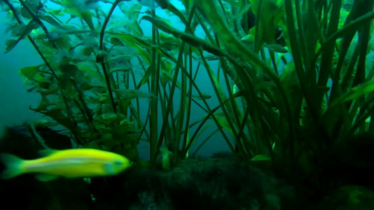 Nhạc thư giãn 011 - Thế giới thủy sinh giúp giảm căng thẳng