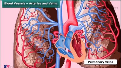 CLASS 7 BIOLOGY TRANSPORTATION IN ANIMALS