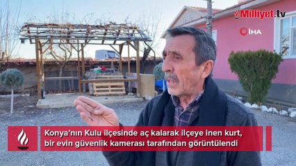 Aç kalan kurt ilçeye indi