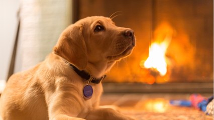 Dog set the house on fire on Christmas Eve after accidentally turning on a hairdryer