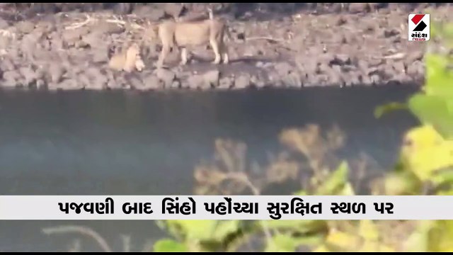 જુનાગઢના વિલિંગન ડેમના કિનારે ત્રણ સિંહો આરામ કરતા જોવા મળ્યા