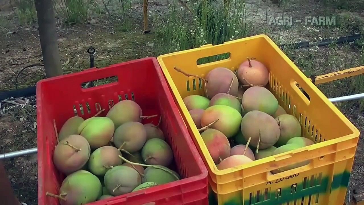 How to Mango Picking _ Mango Harvesting Machine _ Mango Farm Agriculture Technology(720P_HD)