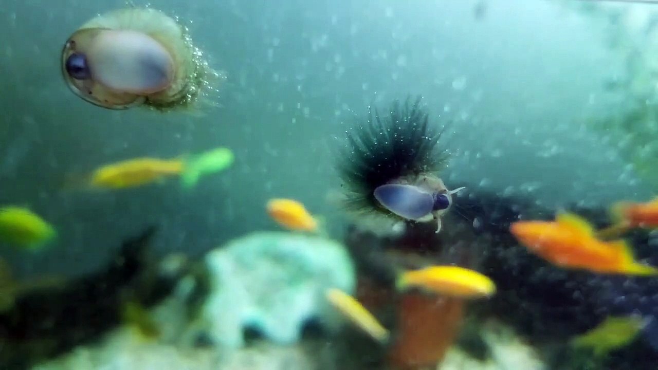 Nhạc thư giãn 014 - Ốc lông xanh lạ mắt