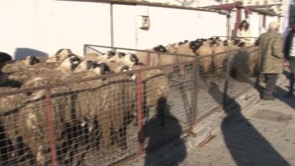 İzmir Büyükşehir'den Üreticiye Küçükbaş Hayvan Desteği