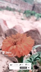 #nature #flowers #beautiful #d.xvloger.sking