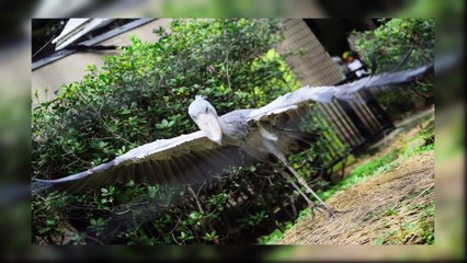 5 Animals You Wont Believe Are Real