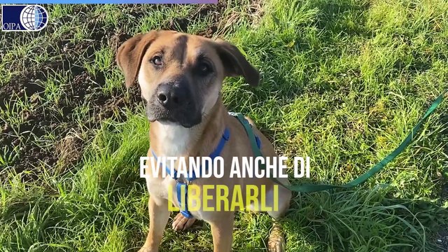 Botti, ecco come proteggere gli animali