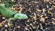 'Chuva' de iguanas. Animais congelados caem de árvores nos EUA