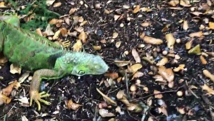 'Chuva' de iguanas. Animais congelados caem de árvores nos EUA