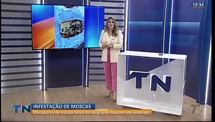 Infestação de moscas em cidade do interior do ES