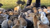 Bunny Rabbit Island Japan   Cute Baby Bunny Rabbit Videos   #shorts