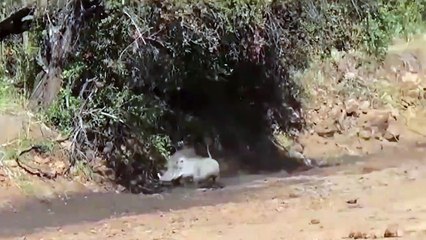 The Lion Can't Approach Baby Elephant Because Power of Mother Elephant Too GreatㅣWild Animal Attacks