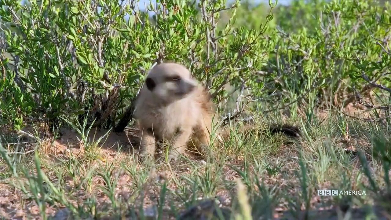 Meerkat Manor - Rise of the Dynasty - Se1 - Ep02 HD Watch HD Deutsch