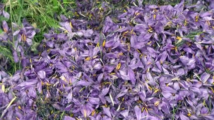 Martigues: Quel safran, du pur pistil!