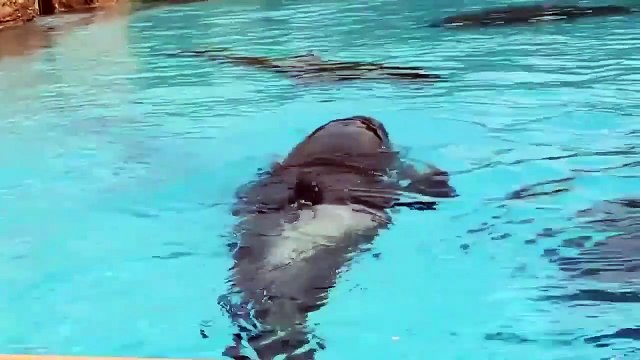 Dolphin Mating And Giving Birth - fish-animals of the world