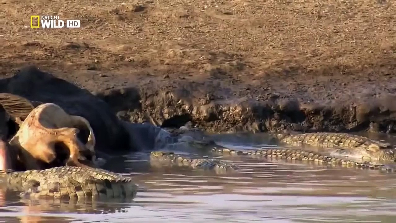 Elephant Save Baby Elephant From Crocodile, Elephant attacks Crocodile Big Battle   wild animal