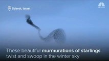 Huge flocks of starlings swoop across Israel's winter sky-the biggest birds you have ever seen
