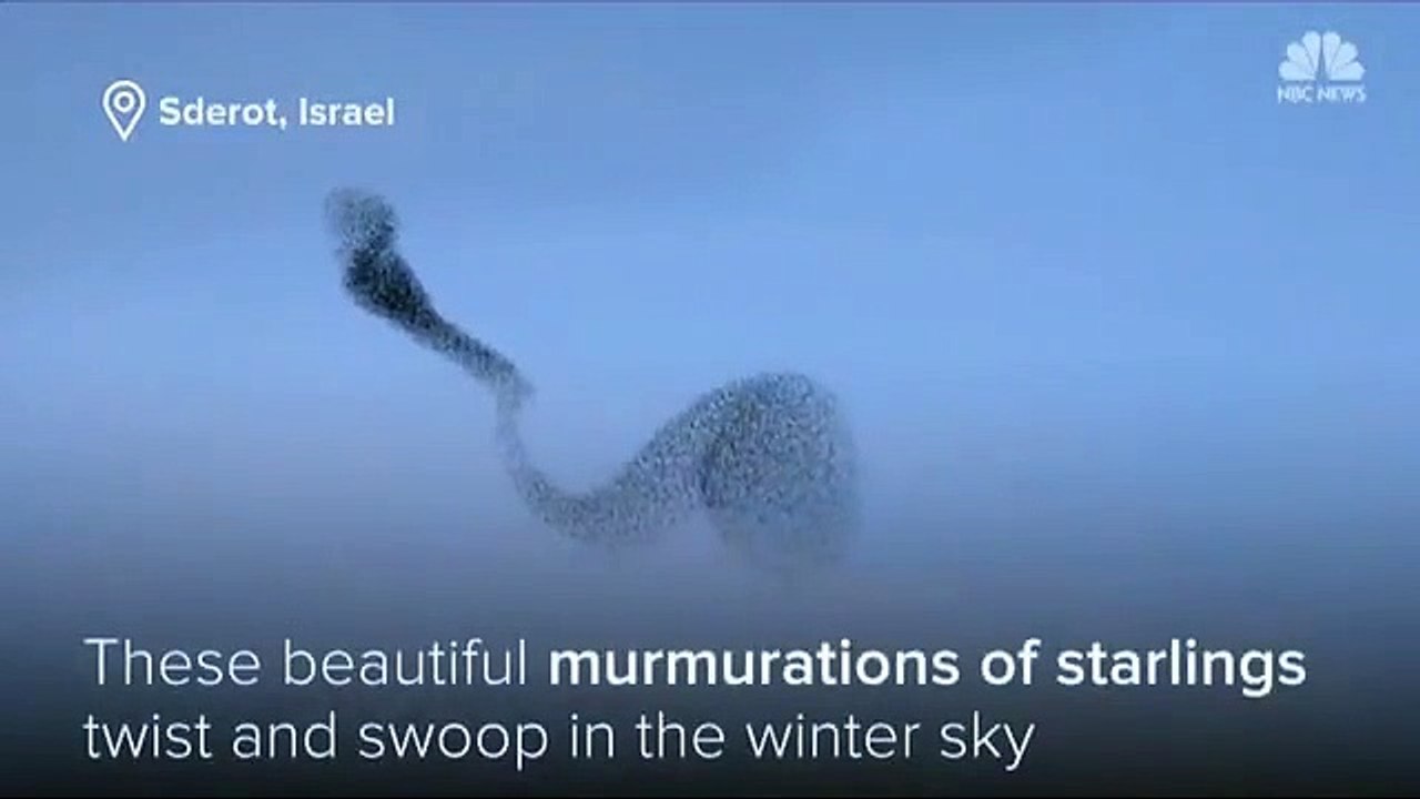 Huge flocks of starlings swoop across Israel's winter sky-the biggest birds you have ever seen
