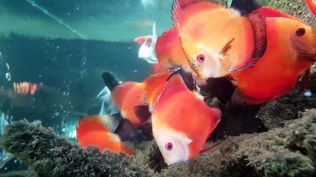 Best freshwater aquarium fish combination Red Discus fish tank