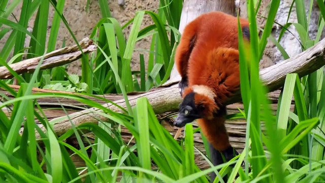 4K Ultra HD Video of Wild Animals - 1 HR 4K Wildlife Scenery with Floating Music