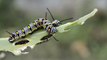 Beautiful Caterpillars Eat Strong Leaves Amazing Video   Animal's Galaxy   2021   #Shorts