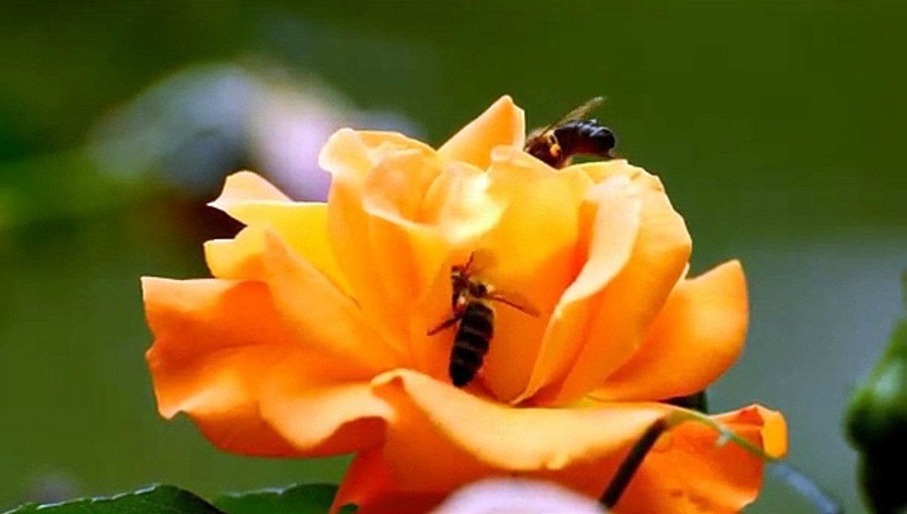How Bees Collect Nectar To Make Honey   Bees on Flowers   Bees and Flowers   Animal's Galaxy #Shorts