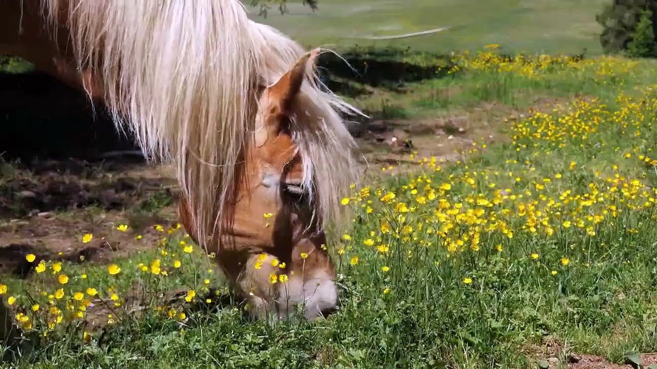 Most Beautiful Horses Video Collections In Icel...
