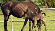 Cute Baby Horse Try To Walk With His Mother   Beautiful Baby Horse Video   Animal's Galaxy   2021 (2)