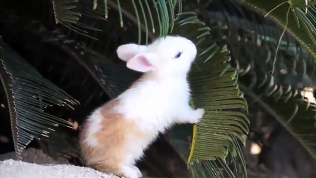 Lions VS Hyenas Best Epic Battle Lions VS Hyenas Best Fight Animal's Galaxy 2021 (2)