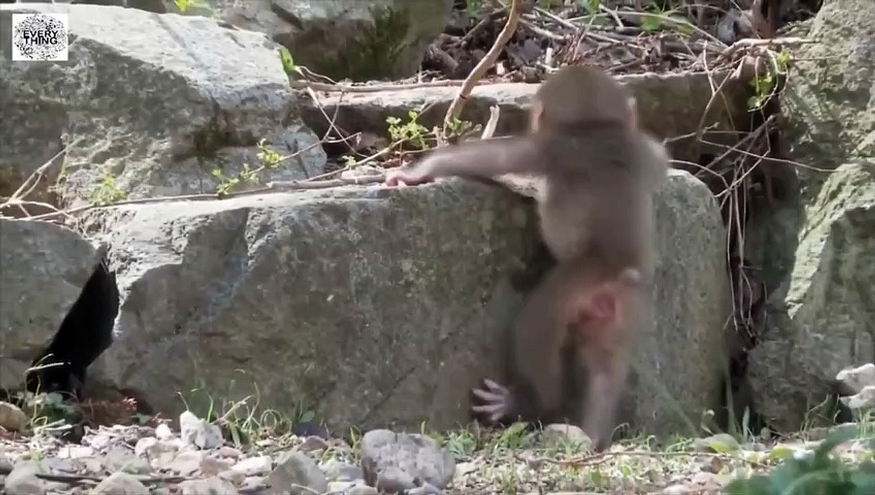 Lion And Leopard Fighting   Leopard Attack Fail   Wild Animals Fighting   Female lion vs leapord (2)