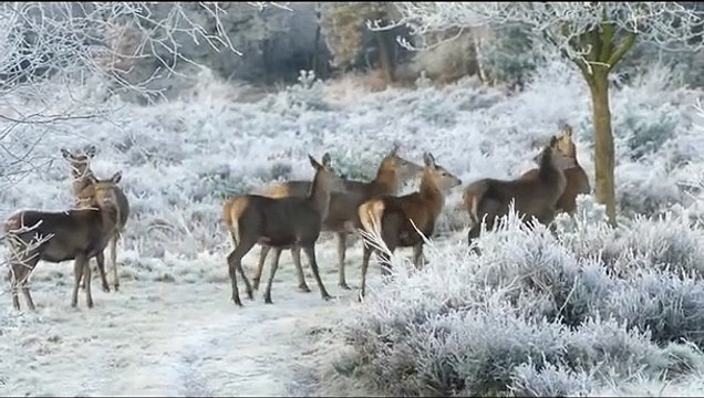 Reindeer Herd Walking On The Freezing How Do Reindeer Survive Freezing Arctic Winters #Shorts