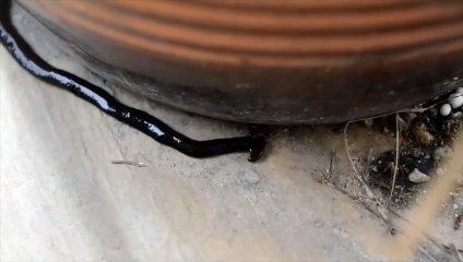 Bipalium Amazing Video   HD Video of Wild Animals   Beautiful Animal Videos   2021    #Shorts