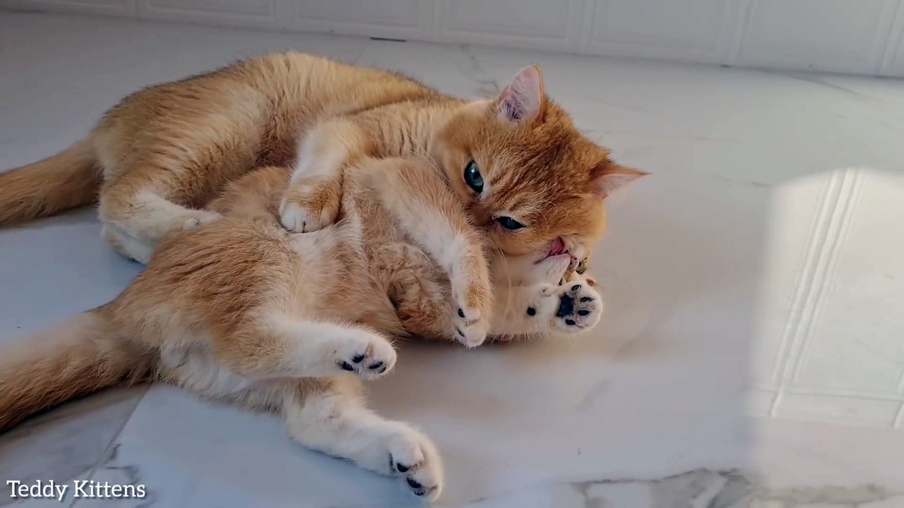 Daddy Cat brings up his naughty daughters