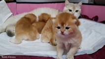 Golden British Shorthair kittens and their cat mother Caramel