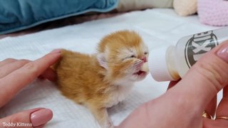How is our tiny kitten doing with artificial feeding-- 8 days old