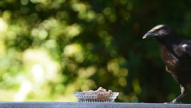 Raven Bird Eating Food Animal's Galaxy 2021 #Shorts