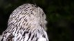 Most Beautiful White Owl Amazing Animal Video   Amazing Owl Eyes   2021   #Shorts